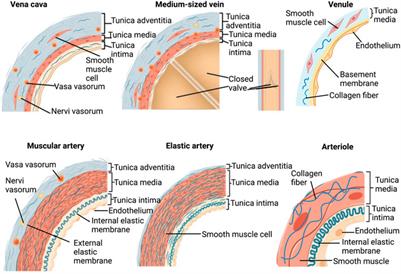 Decellularized blood vessel development: Current state-of-the-art and future directions